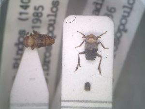 (Conomelus odryssius - BGE_00086_B04)  @11 [ ] CreativeCommons  Attribution by Zoi Thanou (2025) Zoi Thanou Agricultural University of Athens