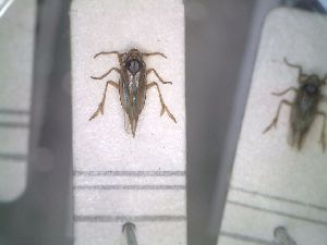  (Delphacodes mulsanti - BGE_00086_C03)  @11 [ ] CreativeCommons  Attribution by Zoi Thanou (2025) Zoi Thanou Agricultural University of Athens