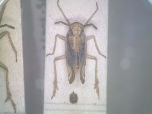  (Delphax inermis - BGE_00086_C06)  @11 [ ] CreativeCommons  Attribution by Zoi Thanou (2025) Zoi Thanou Agricultural University of Athens