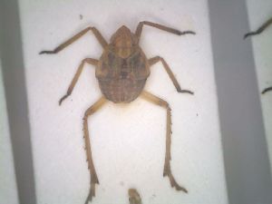  (Ranissus leptopus - BGE_00927_A06)  @11 [ ] CreativeCommons  Attribution by Zoi Thanou (2025) Zoi Thanou Agricultural University of Athens
