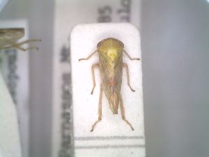  (Tremulicerus mesopyrrhus - BGE_00927_F10)  @11 [ ] CreativeCommons  Attribution by Zoi Thanou (2025) Zoi Thanou Agricultural University of Athens