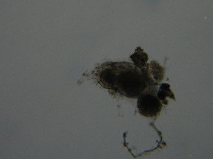  (Mytilina mucronata - BGE_00082_F01)  @11 [ ] CreativeCommons  Attribution by Evangelia Michaloudi (2023) Evangelia Michaloudi Aristotle University of Thessaloniki