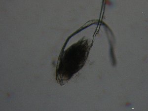  ( - BGE_00082_G01)  @11 [ ] CreativeCommons  Attribution by Evangelia Michaloudi (2023) Evangelia Michaloudi Aristotle University of Thessaloniki