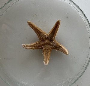  (Astropecten platyacanthus - BGE_00072_C10)  @11 [ ] CreativeCommons  Attribution by Chryssanthi Antoniadou (2023) Chryssanthi Antoniadou_LMTAD Aristotle University of Thessaloniki