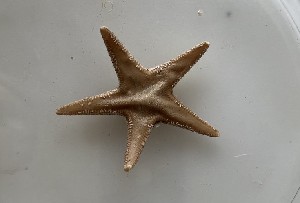  (Astropecten bispinosus - BGE_00072_D10)  @11 [ ] CreativeCommons  Attribution by Chryssanthi Antoniadou (2023) Chryssanthi Antoniadou_LMTAD Aristotle University of Thessaloniki