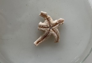  (Astropecten spinulosus - BGE_00072_G10)  @11 [ ] CreativeCommons  Attribution by Chryssanthi Antoniadou (2023) Chryssanthi Antoniadou_LMTAD Aristotle University of Thessaloniki
