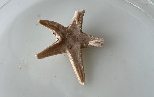 (Astropecten jonstoni - BGE_00072_B11)  @11 [ ] CreativeCommons  Attribution by Chryssanthi Antoniadou (2023) Chryssanthi Antoniadou_LMTAD Aristotle University of Thessaloniki