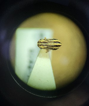  (Peltonotellus quadrivittatus - BGE_00928_G04)  @11 [ ] CreativeCommons  Attribution by Zoi Thanou (2025) Zoi Thanou Agricultural University of Athens