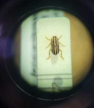  (Peltonotellus punctifrons - BGE_00928_G05)  @11 [ ] CreativeCommons  Attribution by Zoi Thanou (2025) Zoi Thanou Agricultural University of Athens