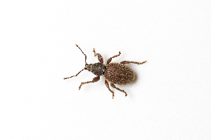  (Otiorhynchus asiaticus - BGE_00083_A06)  @11 [ ] Copyright © (2025) Konstantinos Kalaentzis Aristotle University of Thessaloniki