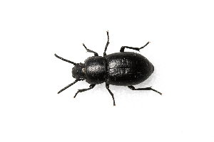 (Dailognatha quadricollis - BGE_00083_D01)  @11 [ ] Copyright © (2025) Konstantinos Kalaentzis Aristotle University of Thessaloniki