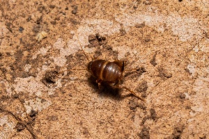  (Myrmecophilus orientalis - BGE_00083_E05)  @11 [ ] Copyright © (2025) Konstantinos Kalaentzis Aristotle University of Thessaloniki