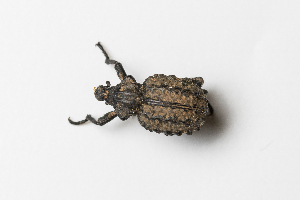  (Brachycerus aegyptiacus - BGE_00083_F02)  @11 [ ] Copyright © (2025) Konstantinos Kalaentzis Aristotle University of Thessaloniki