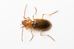  (Nebria testacea - BGE_00083_F09)  @11 [ ] Copyright © (2025) Konstantinos Kalaentzis Aristotle University of Thessaloniki