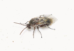  (Andricus insanus - BGE_00083_G09)  @11 [ ] Copyright © (2025) Savvas Zafeiriou -