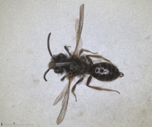  ( - RMNH.INS.1148845)  @11 [ ] by-nc-sa (2024) Unspecified Naturalis Biodiversity Centre