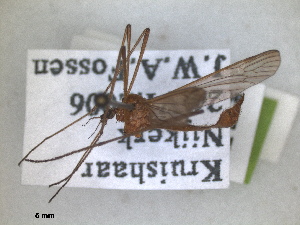  (Euphylidorea lineola - RMNH.INS.1530617)  @11 [ ] by-nc-sa (2024) Unspecified Naturalis Biodiversity Centre