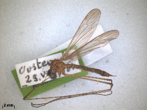  ( - RMNH.INS.1530619)  @11 [ ] by-nc-sa (2024) Unspecified Naturalis Biodiversity Centre