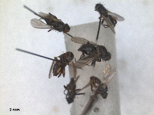  (Coenosia femoralis - RMNH.INS.1530645)  @11 [ ] by-nc-sa (2024) Unspecified Naturalis Biodiversity Centre