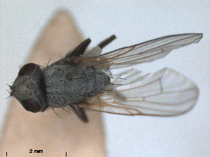  (Neolimnophora - RMNH.INS.1530657)  @11 [ ] by-nc-sa (2024) Unspecified Naturalis Biodiversity Centre
