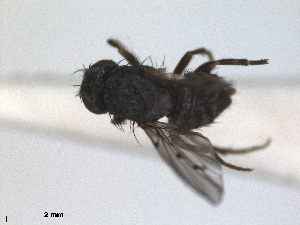  (Odinia maculata - RMNH.INS.1530665)  @11 [ ] by-nc-sa (2024) Unspecified Naturalis Biodiversity Centre