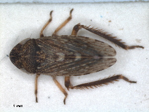 (Anoscopus histrionicus - RMNH.INS.1530837)  @11 [ ] by-nc-sa (2023) Unspecified Naturalis Biodiversity Centre