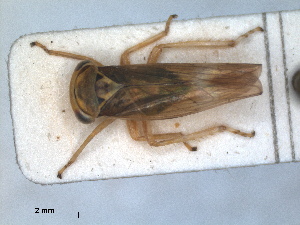  (Populicerus laminatus - RMNH.INS.1530860)  @11 [ ] by-nc-sa (2023) Unspecified Naturalis Biodiversity Centre