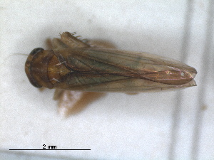  (Kybos betulicola - RMNH.INS.1530877)  @11 [ ] by-nc-sa (2023) Unspecified Naturalis Biodiversity Centre