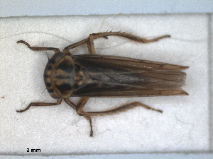  (Dryodurgades antoniae - RMNH.INS.1530883)  @11 [ ] by-nc-sa (2023) Unspecified Naturalis Biodiversity Centre