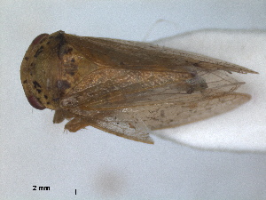  (Iassus scutellaris - RMNH.INS.1530908)  @11 [ ] by-nc-sa (2023) Unspecified Naturalis Biodiversity Centre