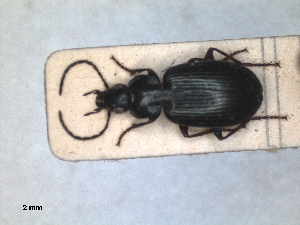  (Agonum nigrum - RMNH.INS.1531050)  @11 [ ] by-nc-sa (2023) Unspecified Naturalis Biodiversity Centre