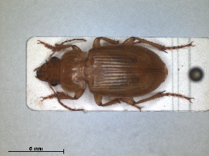  (Harpalus flavescens - RMNH.INS.1531054)  @11 [ ] by-nc-sa (2023) Unspecified Naturalis Biodiversity Centre