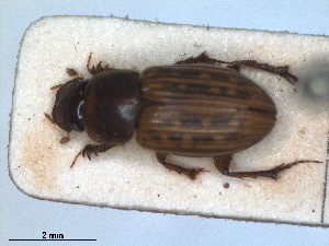  (Euheptaulacus sus - RMNH.INS.1531101)  @11 [ ] by-nc-sa (2023) Unspecified Naturalis Biodiversity Centre