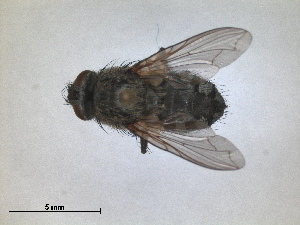  (Pollenia viatica - RMNH.INS.1531123)  @11 [ ] by-nc-sa (2023) Unspecified Naturalis Biodiversity Centre