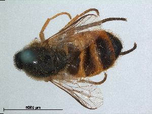  (Astomella hispaniae - RMNH.INS.1531135)  @11 [ ] by-nc-sa (2023) Unspecified Naturalis Biodiversity Centre