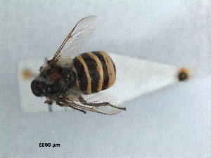  (Ogcodes zonatus - RMNH.INS.1531167)  @11 [ ] by-nc-sa (2023) Unspecified Naturalis Biodiversity Centre