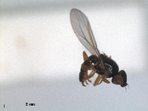  (Rhopalopterum anthracinum - RMNH.INS.1531226)  @11 [ ] by-nc-sa (2023) Unspecified Naturalis Biodiversity Centre