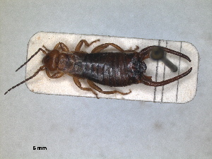  (Eulithinus analis - RMNH.INS.1531408)  @11 [ ] by-nc-sa (2023) Unspecified Naturalis Biodiversity Centre