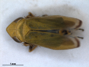 (Diplocolenus orientalis - RMNH.INS.1531498)  @11 [ ] by-nc-sa (2023) Unspecified Naturalis Biodiversity Centre