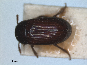  (Agyrtes - RMNH.INS.1531597)  @11 [ ] by-nc-sa (2024) Unspecified Naturalis Biodiversity Centre