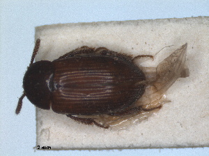  ( - RMNH.INS.1531598)  @11 [ ] by-nc-sa (2024) Unspecified Naturalis Biodiversity Centre