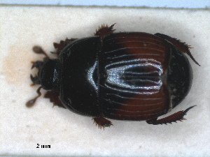  ( - RMNH.INS.1531601)  @11 [ ] by-nc-sa (2024) Unspecified Naturalis Biodiversity Centre