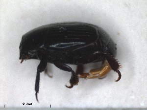  ( - RMNH.INS.1531605)  @11 [ ] by-nc-sa (2024) Unspecified Naturalis Biodiversity Centre