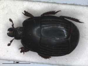  ( - RMNH.INS.1531631)  @11 [ ] by-nc-sa (2024) Unspecified Naturalis Biodiversity Centre