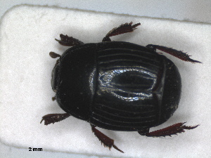  ( - RMNH.INS.1531632)  @11 [ ] by-nc-sa (2024) Unspecified Naturalis Biodiversity Centre