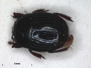  ( - RMNH.INS.1531633)  @11 [ ] by-nc-sa (2024) Unspecified Naturalis Biodiversity Centre