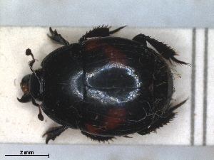  (Hister quadrinotatus - RMNH.INS.1531638)  @11 [ ] by-nc-sa (2024) Unspecified Naturalis Biodiversity Centre