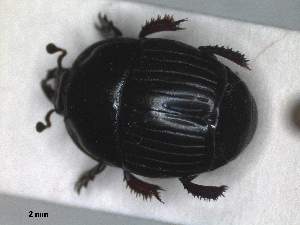  (Atholus scutellaris - RMNH.INS.1531772)  @11 [ ] by-nc-sa (2024) Unspecified Naturalis Biodiversity Centre