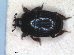  (Eudiplister - RMNH.INS.1531803)  @11 [ ] by-nc-sa (2024) Unspecified Naturalis Biodiversity Centre