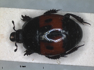  (Hister bipunctatus - RMNH.INS.1531815)  @11 [ ] by-nc-sa (2024) Unspecified Naturalis Biodiversity Centre